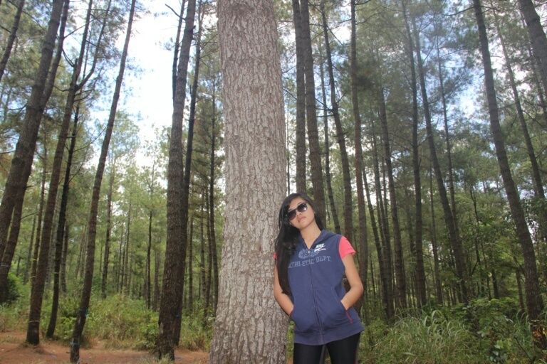 hutan pinus 